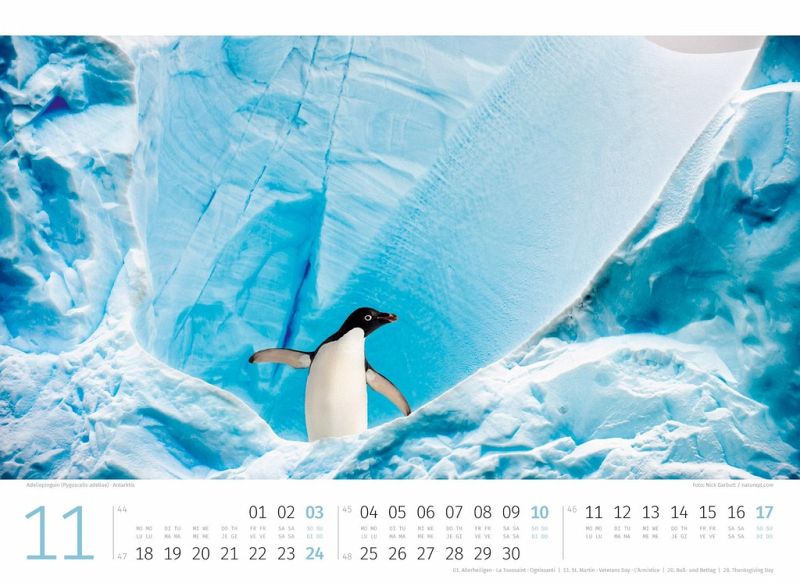 Pinguine Kalender 2024 von Ackermann Kunstverlag - Kalender bestellen