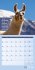 No Drama, Lama! Kalender 2024 - 30x30 - Bild 2
