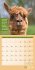 No Drama, Lama! Kalender 2024 - 30x30 - Bild 4