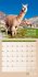 No Drama, Lama! Kalender 2024 - 30x30 - Bild 8