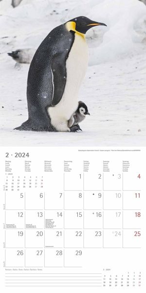 Pinguine 2024 - Broschürenkalender 30x30 cm (30x60 geöffnet) - Kalender mit … - Kalender bestellen