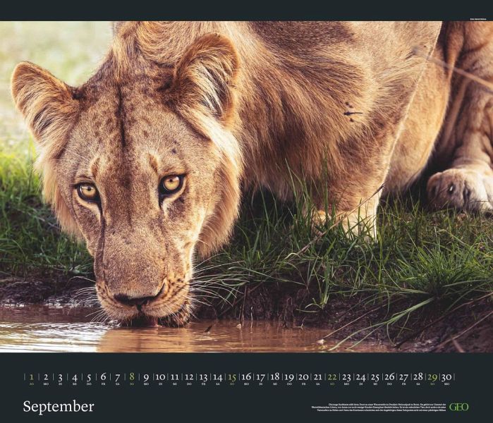 GEO Edition: Tierwelten 2024 - Wand-Kalender - Tier-Kalender - 70x60 