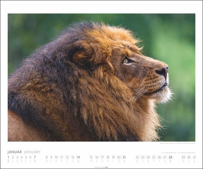 African Wildlife Kalender 2024. Die Tierwelt Afrikas in atemberaubenden