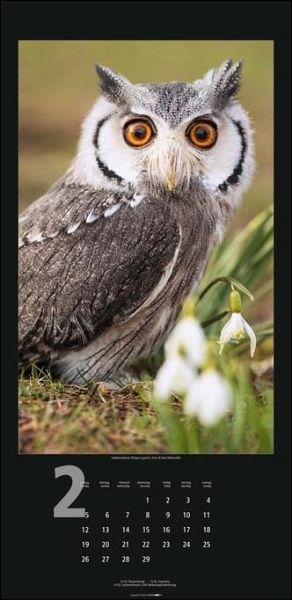 Eulen Kalender 2024 XL. Hochformat mit einzigartigen Eulenfotos 