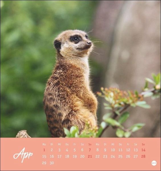 Erdmännchen Postkartenkalender 2024 - Kalender bestellen