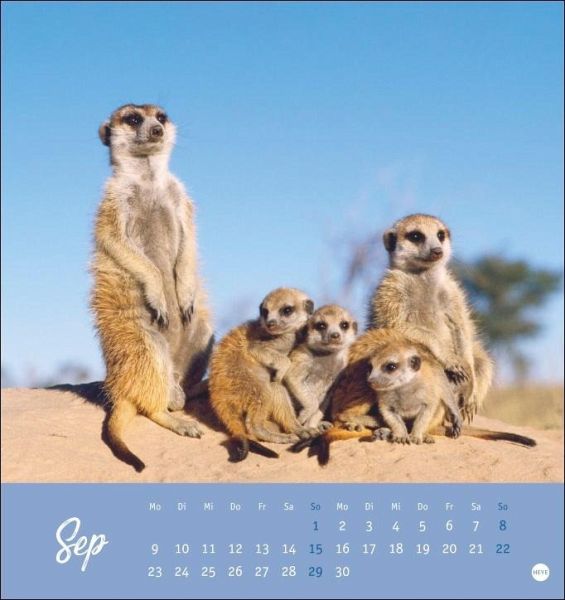 Erdmännchen Postkartenkalender 2024 - Kalender portofrei bestellen