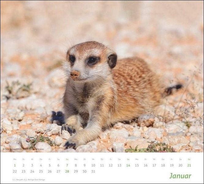 times&more Erdmännchen Bildkalender 2024 - Kalender portofrei bestellen
