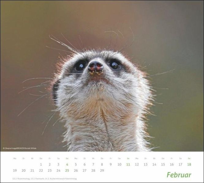 times&more Erdmännchen Bildkalender 2024 - Kalender portofrei bestellen