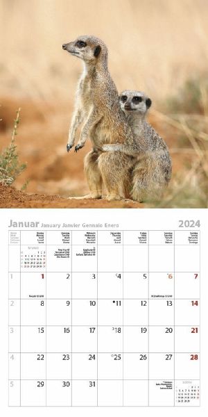 Erdmännchen 2024 - Kalender bestellen