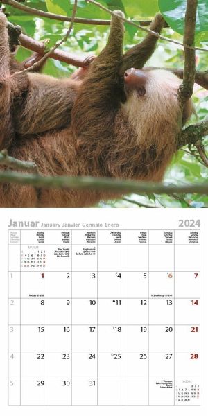 Faultier 2024 - Kalender bestellen