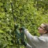 Bosch EasyHedgeCut 18V-52-13... - Bild 5