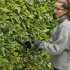Bosch EasyHedgeCut 18V-52-13... - Bild 7