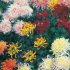 Claude Monet - Blossoms & Flowers 2024 - Bild 7