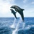 Dolphins/Delfine 2024 - Bild 2