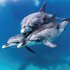 Dolphins/Delfine 2024 - Bild 5