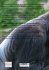 Die Faszinierende Welt der Gorillas und... - Bild 2
