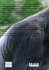 Die Faszinierende Welt der Gorillas und... - Bild 2