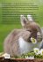 Die faszinierende Welt der Kaninchen -... - Bild 2