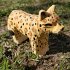 Wudimals A040461 - Leopard, Leopard,... - Bild 2