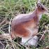 Wudimals A040460 - Känguru, Kangaroo,... - Bild 2