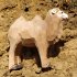 Wudimals A040474 - Kamel, Bactrian,... - Bild 2