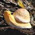 Wudimals A040715 - Schnecke, Snail,... - Bild 2