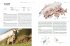 Atlas der Säugetiere - Schweiz und... - Bild 4