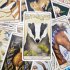 Woodland Wardens: 52 Orakelkarten mit... - Bild 5