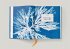 Anna Atkins. Cyanotypes - Bild 12