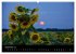 Blumen der Sonne (Wandkalender 2024 DIN... - Bild 11
