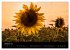 Blumen der Sonne (Wandkalender 2024 DIN... - Bild 12