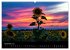 Blumen der Sonne (Wandkalender 2024 DIN... - Bild 13