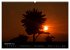 Blumen der Sonne (Wandkalender 2024 DIN... - Bild 14