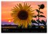 Blumen der Sonne (Wandkalender 2024 DIN... - Bild 4