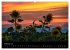 Blumen der Sonne (Wandkalender 2024 DIN... - Bild 5