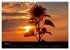 Blumen der Sonne (Wandkalender 2024 DIN... - Bild 6