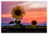 Blumen der Sonne (Wandkalender 2024 DIN... - Bild 8