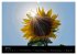 Blumen der Sonne (Wandkalender 2024 DIN... - Bild 9