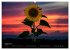 Blumen der Sonne (Wandkalender 2024 DIN... - Bild 10