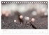 FASZINATION PILZE 2024 (Tischkalender... - Bild 7