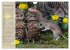 Mausis Zapfenfreunde (Wandkalender 2024... - Bild 14
