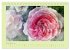 Romantische Rosen (Tischkalender 2024... - Bild 14