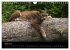 Der Luchs (Wandkalender 2024 DIN A4... - Bild 11