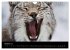 Der Luchs (Wandkalender 2024 DIN A4... - Bild 13