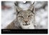 Der Luchs (Wandkalender 2024 DIN A4... - Bild 14