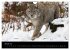 Der Luchs (Wandkalender 2024 DIN A4... - Bild 4