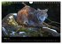 Der Luchs (Wandkalender 2024 DIN A4... - Bild 6