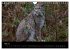 Der Luchs (Wandkalender 2024 DIN A4... - Bild 8