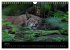 Der Luchs (Wandkalender 2024 DIN A4... - Bild 10