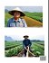 Chinese Agriculture - A Beginner's... - Bild 2